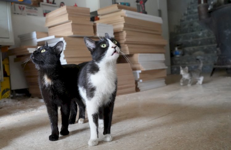 İşte Türkiye'nin konuştuğu o çılgın iki kedi